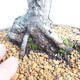 Venkovní bonsai - Pinus Mugo - Borovice kleč - 5/5