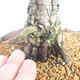 Venkovní bonsai - Pinus sylvestris - Borovice lesní - 5/5
