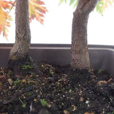 Venkovní bonsai -Javor dlanitolistý Acer palmatum Disectum - 5