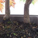 Venkovní bonsai -Javor dlanitolistý Acer palmatum Disectum - 5/6