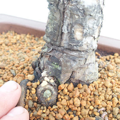 Venkovní bonsai - Pinus Nigra - Borovice černá - 5