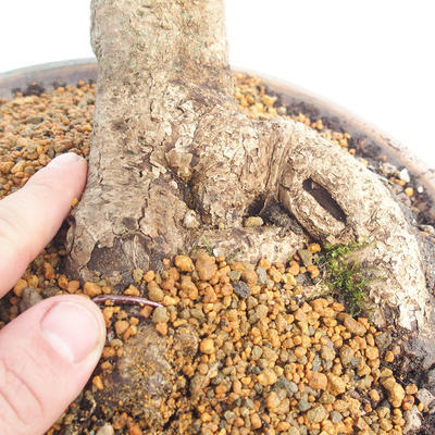 Venkovní bonsai - Hedera - Břečtan - 5