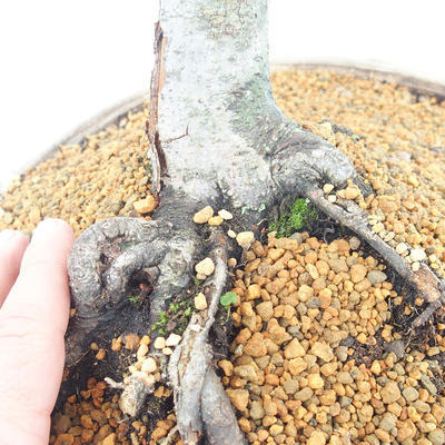 Venkovní bonsai - Fagus sylvatica - Buk lesní - 5
