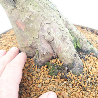 Venkovní bonsai - Taxus bacata  - Tis červený - 5
