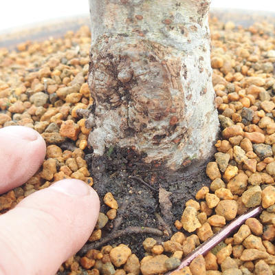 Venkovní bonsai - Ulmus - Jílm malolistý - 5