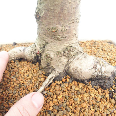 Venkovní bonsai - Lípa malolistá - Tilia cordata - 5
