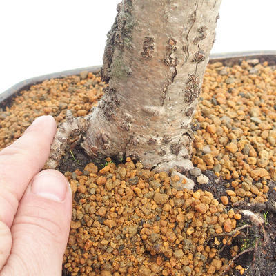 Venkovní bonsai - Lípa malolistá - Tilia cordata - 5