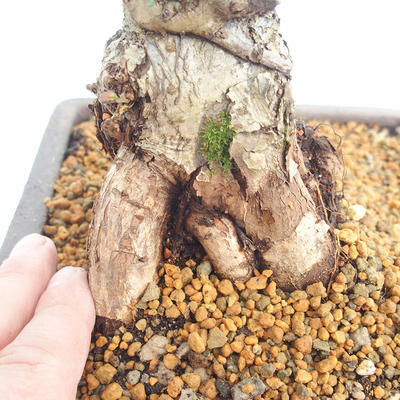 Venkovní bonsai-Cotoneaster  - Skalník - 5