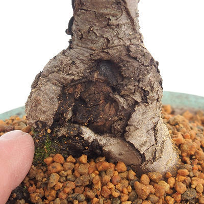 Venkovní bonsai-Cotoneaster  - Skalník - 5