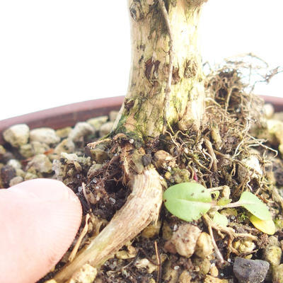 Venkovní bonsai-Lonicera nitida -Zimolez - 5
