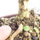 Venkovní bonsai-Lonicera nitida -Zimolez - 5/5