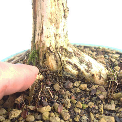 Venkovní bonsai-Lonicera nitida -Zimolez - 5