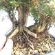 Venkovní bonsai-Lonicera nitida -Zimolez - 5/5