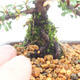 Venkovní bonsai-Cotoneaster  - Skalník - 5/5