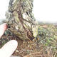 Venkovní bonsai - Pinus parviflora - Borovice drobnokvětá - 5/5
