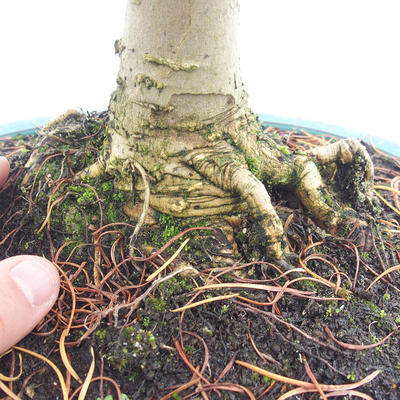 Venkovní bonsai - Pseudolarix amabilis - Pamodřín - 5