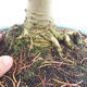 Venkovní bonsai - Pseudolarix amabilis - Pamodřín - 5/6