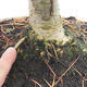 Venkovní bonsai - Pseudolarix amabilis - Pamodřín - 5/6