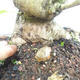 Venkovní bonsai -Mahalebka - Prunus mahaleb - 5/5