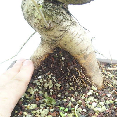 Venkovní bonsai -Mahalebka - Prunus mahaleb - 5