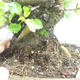 Venkovní bonsai -Mahalebka - Prunus mahaleb - 5/5