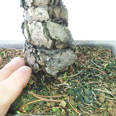 Venkovní bonsai - Pinus parviflora - Borovice drobnokvětá - 5