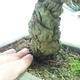 Venkovní bonsai - Pinus parviflora - Borovice drobnokvětá - 5/5