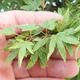 Acer palmatum KIOHIME - Javor dlanitolistý - 5/5