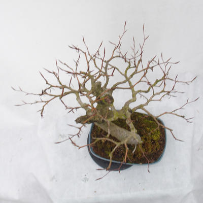 Venkovní bonsai - Fagus sylvatica - Buk lesní - 5