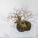 Venkovní bonsai - Fagus sylvatica - Buk lesní - 5/5