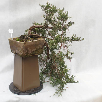 Venkovní bonsai- Jalovec  - Juniperus - 5