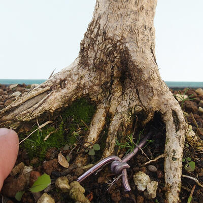 Venkovní bonsai - Buxus microphylla - zimostráz - 5