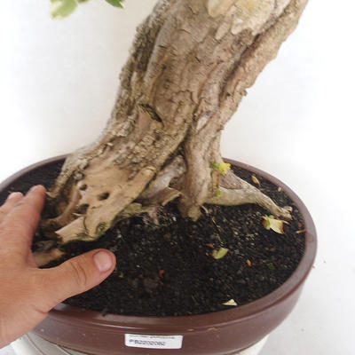 Pokojová bonsai - Duranta erecta Variegata - 5