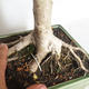 Pokojová bonsai -Ligustrum Aurea - Ptačí zob - 5/6