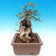 Pokojová bonsai - Olea europaea sylvestris -Oliva evropská drobnolistá - 5/6