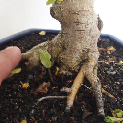 Pokojová bonsai -Ligustrum Aurea - Ptačí zob - 5
