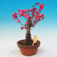 Venkovní bonsai -Japonská meruňka - Prunus Mume - 5/5