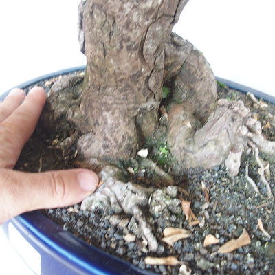 Pokojová bonsai -Eleagnus - Hlošina - 5
