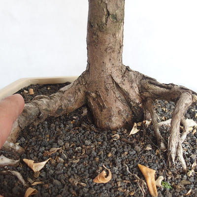 Pokojová bonsai -Eleagnus - Hlošina - 5