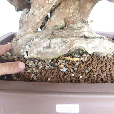 Pokojová bonsai - Bouganwilea - 5