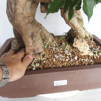 Pokojová bonsai - Bouganwilea - 5