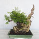 Pokojová bonsai - Sagerécie thea - Sagerécie thea - 5/7