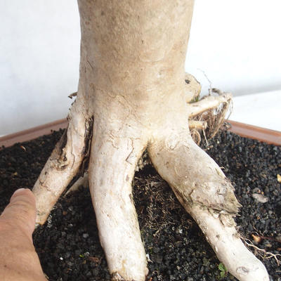 Pokojová bonsai - Australská třešeň - Eugenia uniflora - 5