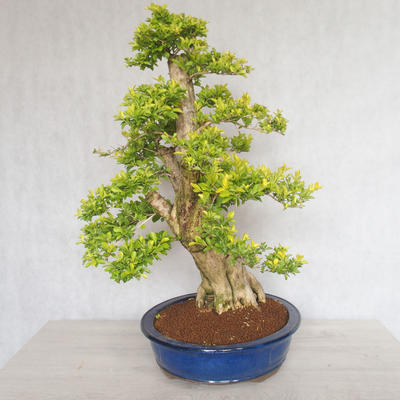 Pokojová bonsai - Duranta erecta aurea - 5