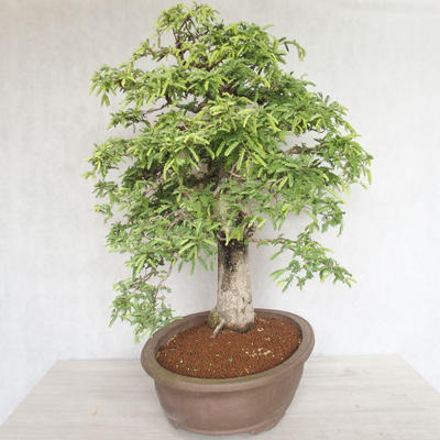 Pokojová bonsai - Vachellia leucophloea - Akacia - 5