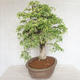 Pokojová bonsai - Vachellia leucophloea - Akacia - 5/6