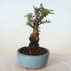 Venkovní bonsai - Ulmus parvifolia SAIGEN - Malolistý jilm - 5/5