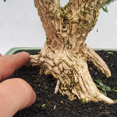 Pokojová bonsai - Buxus harlandii - korkový buxus - 5