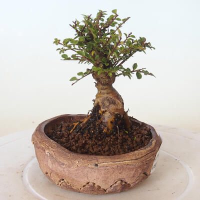 Vonkajšie bonsai - Ulmus parvifolia SAIGEN - malolistá brest - 5