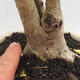 Pokojová bonsai -Ligustrum Aurea - Ptačí zob - 5/6
